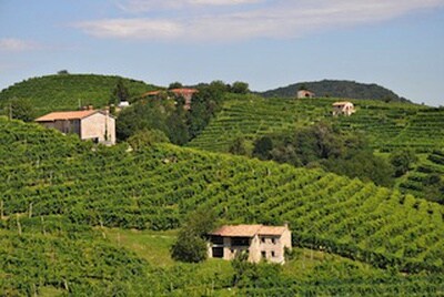 Italiaanse wijngaarden